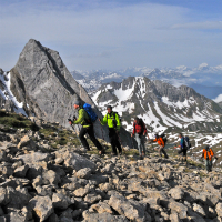 Alpenpflanzen