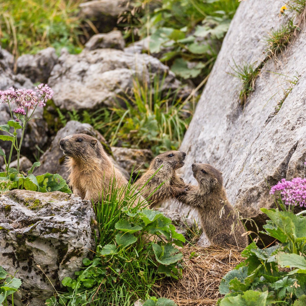Natur & wilde Pfade im Karwendel - Flora & Fauna