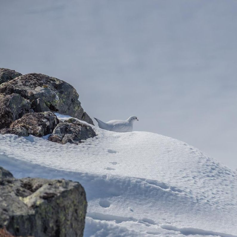 Tierspuren und umweltverträgliche Skitouren